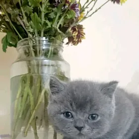 Шотландские котятки