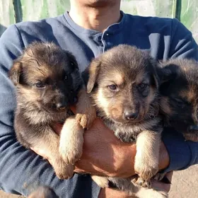 щенки немецкой овчарки