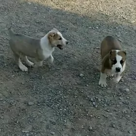 alabay tohum erkek güjük