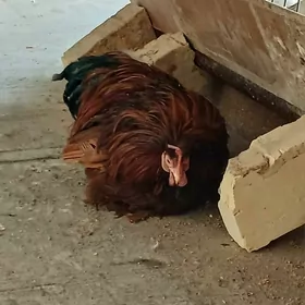 karlik kohnkin karlik