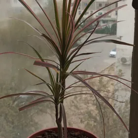 Пальма Драцена