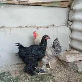 Horaz Brama Dominat 8 ay