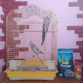 корелла, korella