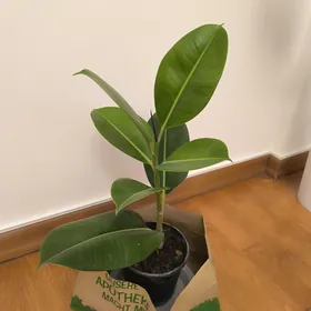 Фикус Эластика