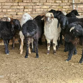 Гойун токлы