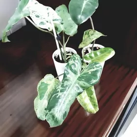 Филодендрон