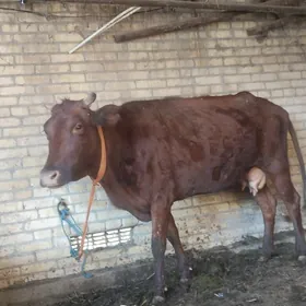 саглык сыгыр