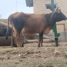 голели сыгыр