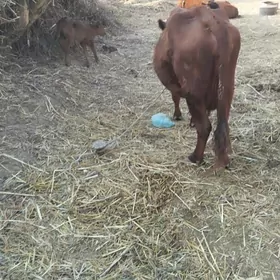 saglyk  sygyr  akyly  sygyr