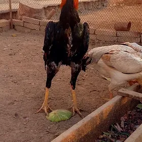 САМАРКАНТ ЖУЖЕ