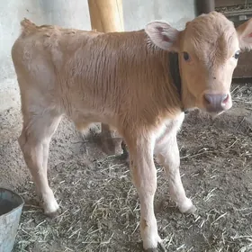 Bakylan goleli sygyr