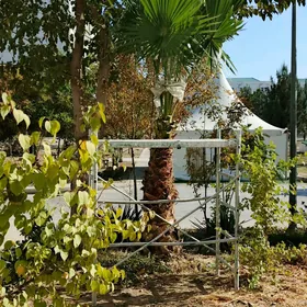 Палма . Перед укрытием.