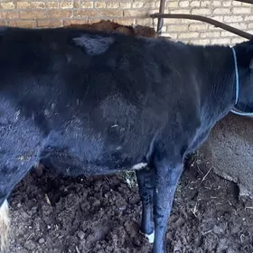 самиз унажынлар