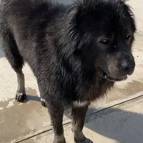 Кавказкая  овчарка ( Köpek)