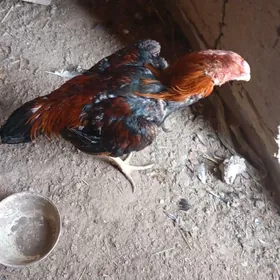 Daş horaz yaşyny dolduran