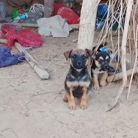 Ösmeýänçi gürjiler