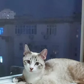 Pishik yitdi/ Пропала кошка