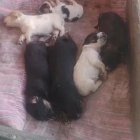 щенки, güjikler