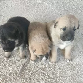 Щенки для хорошей семьи