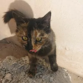 Котёнок-подросток