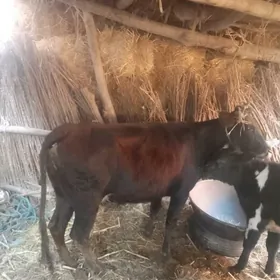 саглык сыгыр