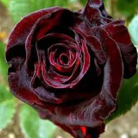 Satlyk taşkent roza