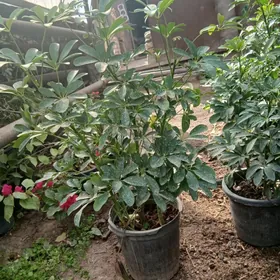 Satlyk Dekoratiw şeflera