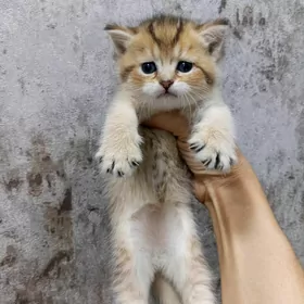 Шотландские Шиншилла