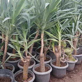 Satlyk Kaliforniýa bezeg agajy