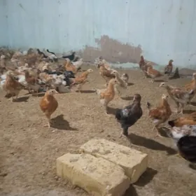 2 ay bolup gecen towuk juje