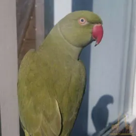 ожереловый попугай