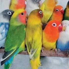 неразлучник попугай