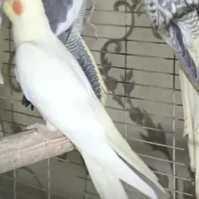 карелла karella