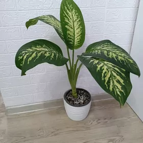 ДИФФЕНБАХИЯ