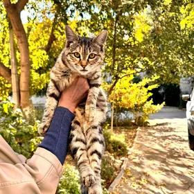 В добрые руки , бесплатно