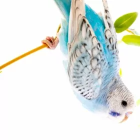 popugay gus volnisdy