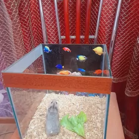 хомяк с аквариумом