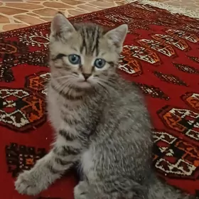 Шотланд котята, Şotland pişik