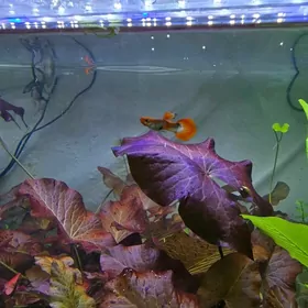 Рыбки и растения