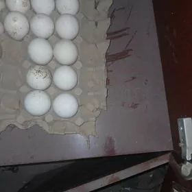 индюк юмуртга