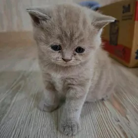 Котёнок Шотландский прямоухий