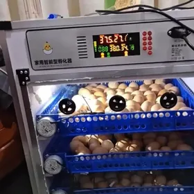 Jüýje çykaryjy elektroinkewato