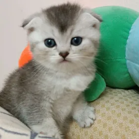 шотландская девочка