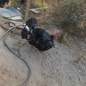 индйук еркек