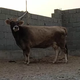 SAGYLYAN TOHUM SYGYR