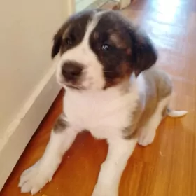 Чопанские щенки