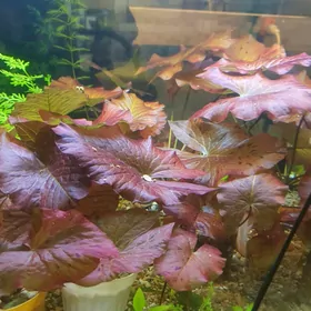 аквариумные растения