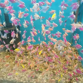 рыбки тернеция