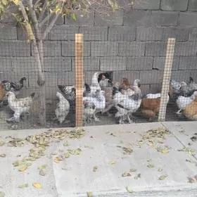 BALGAR TOWUK BALAKLY