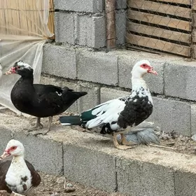 ordek taskent balgar horaz ba